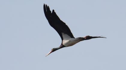 Black Stork