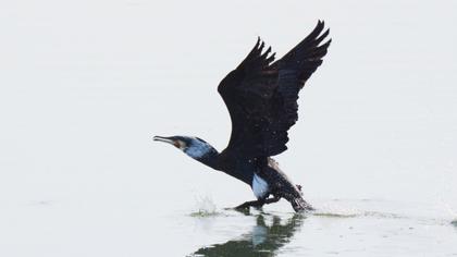 Great Cormorant