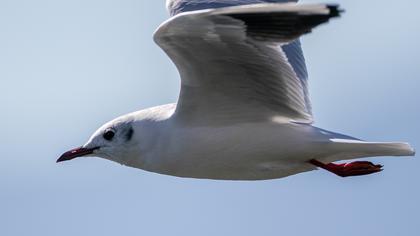 Black-headed Gull
