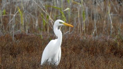 Great Egret