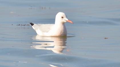 Slender-billed Gull