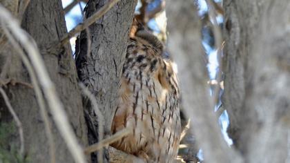 Long-eared Owl