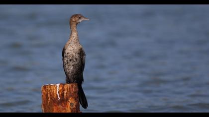 Pygmy Cormorant