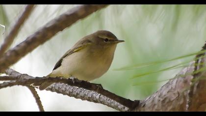 Common Chiffchaff
