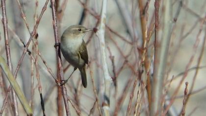 Common Chiffchaff