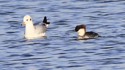 Smew