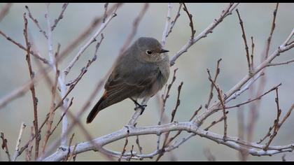 Black Redstart