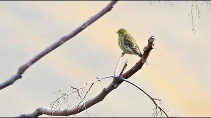 European Serin