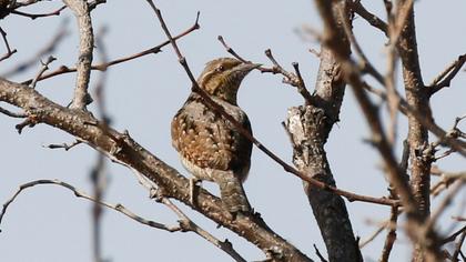 Eurasian Wryneck