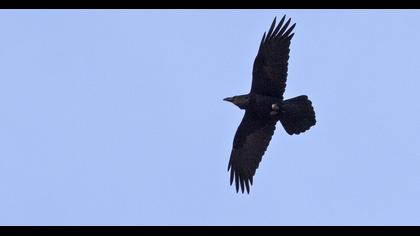 Northern Raven
