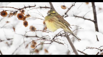 Cirl Bunting
