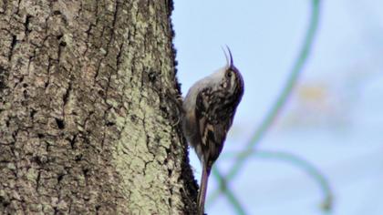 Short-toed Treecreeper