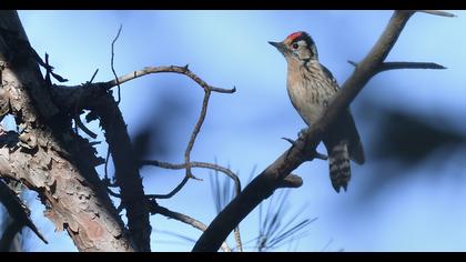 Lesser Spotted Woodpecker