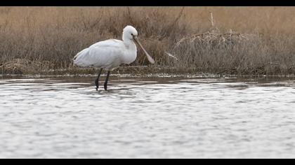 Eurasian Spoonbill