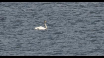 Whooper Swan
