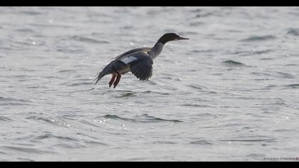 Common Merganser