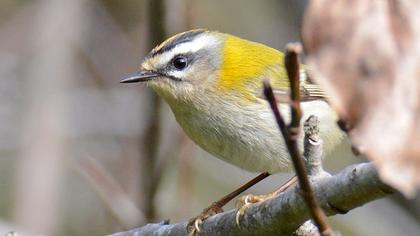 Sürmeli çalıkuşu