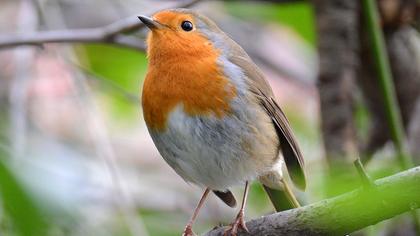 European Robin