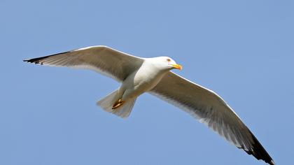 Yellow-legged Gull