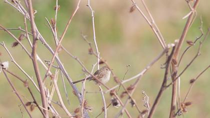 Dikkuyruklu ötleğen