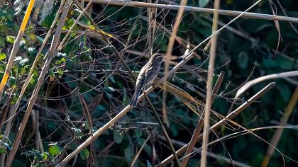 Common Reed Bunting