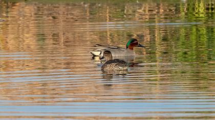 Eurasian Teal