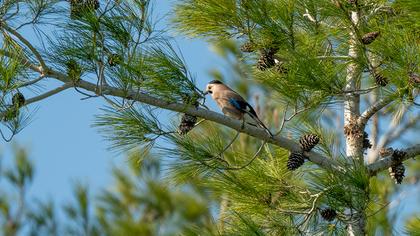 Eurasian Jay