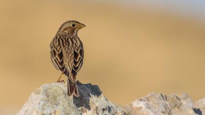 Corn Bunting