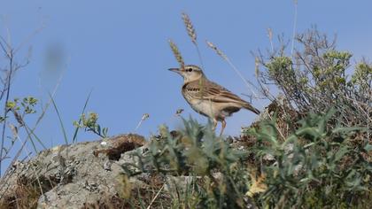 Tawny Pipit