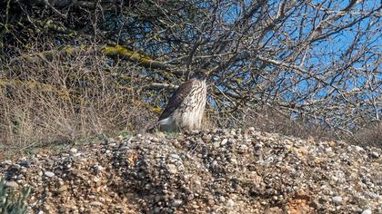 Northern Goshawk