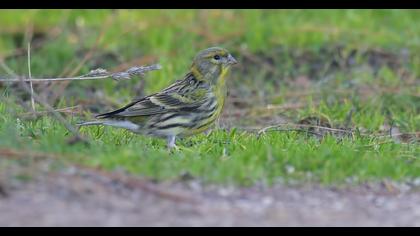 European Serin