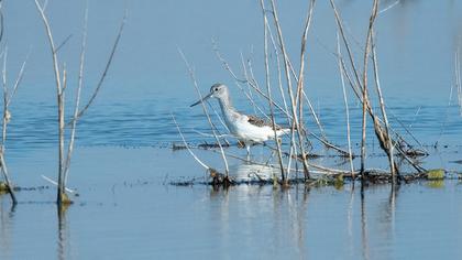 Common Greenshank