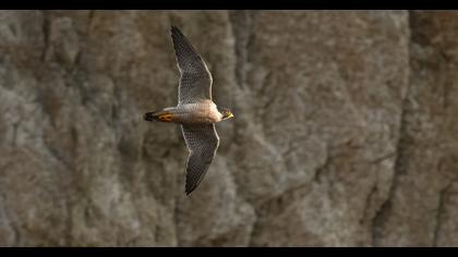 Peregrine Falcon