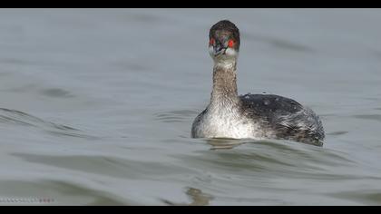 Black-necked Grebe