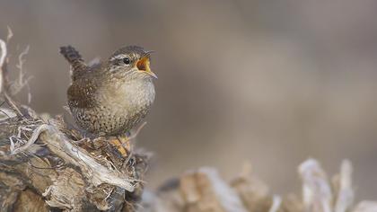 Eurasian Wren