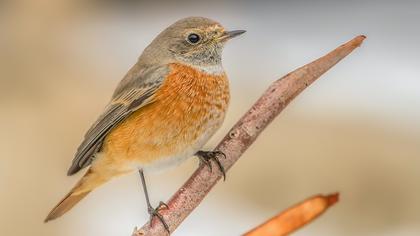 Common Redstart