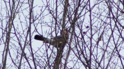 Eurasian Jay