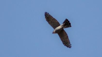 Eurasian Sparrowhawk