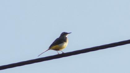 Grey Wagtail