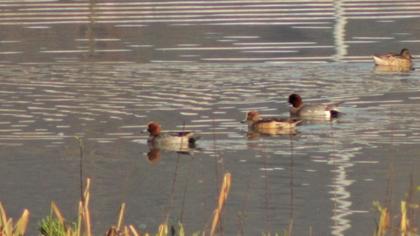 Eurasian Wigeon