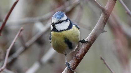 Eurasian Blue Tit