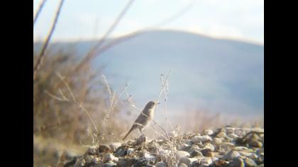 Black Redstart