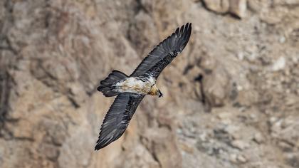 Bearded Vulture