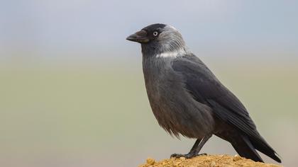 Western Jackdaw