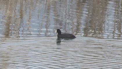 Eurasian Coot