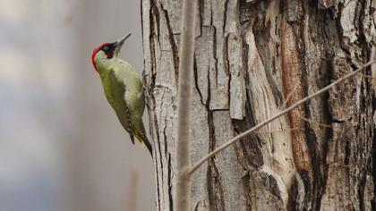 European Green Woodpecker