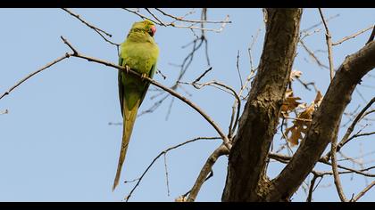 Rose-ringed Parakeet