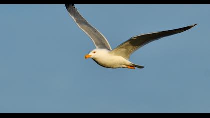 Yellow-legged Gull