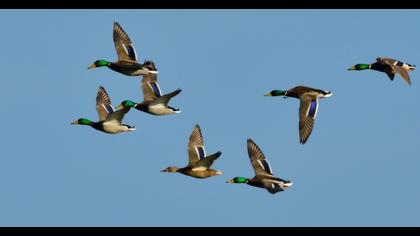 Mallard