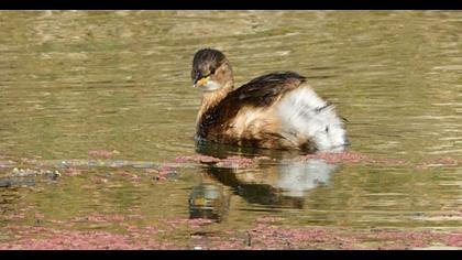 Little Grebe